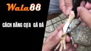 Cách Băng Cựa Gà Đá