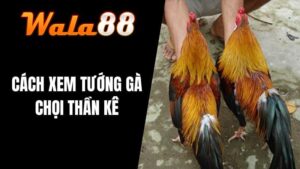 Cách Xem Tướng Gà Chọi Thần Kê