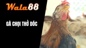 Gà Chọi Thở Dóc