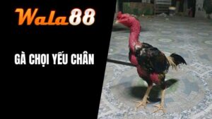 Gà Chọi Yếu Chân