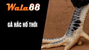 Gà Hắc Hổ Thới