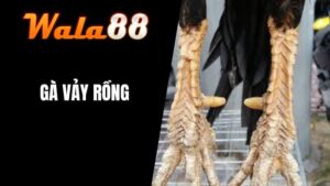 Gà Vảy Rồng