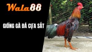 Giống Gà Cựa Sắt