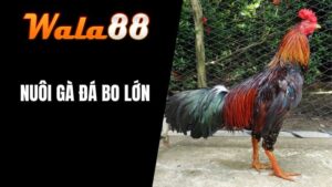 Nuôi Gà Đá Bo Lớn