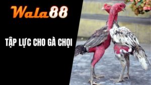 Tập Lực Cho Gà Chọi