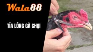 Tỉa Lông Gà Chọi