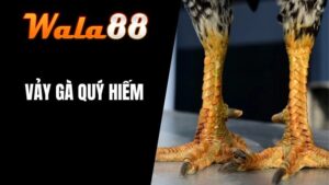 Vảy Gà Quý Hiếm