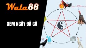 Xem Ngày Đá Gà