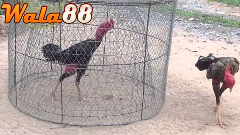 Bài tập chạy bội sẽ giúp gà tăng sức bền