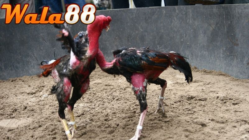 Bài tập thả rơi tự do sẽ giúp gà chắc khỏe cơ đùi