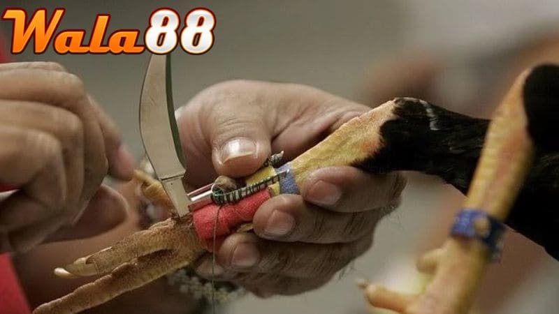 Các bước lên cựa gà đúng chuẩn nhất