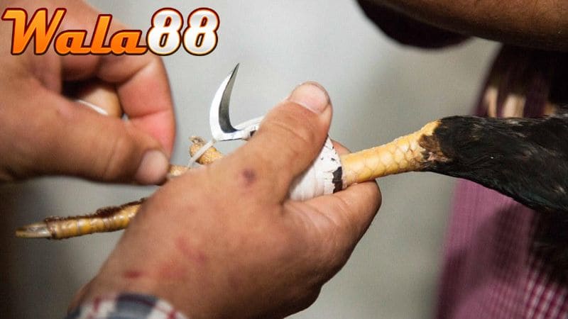 Cách băng cựa gà đúng sẽ giúp gà tránh bị thương