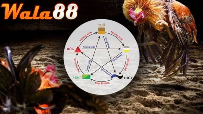 Cách xem ngày đá gà theo màu mạng ngũ hành