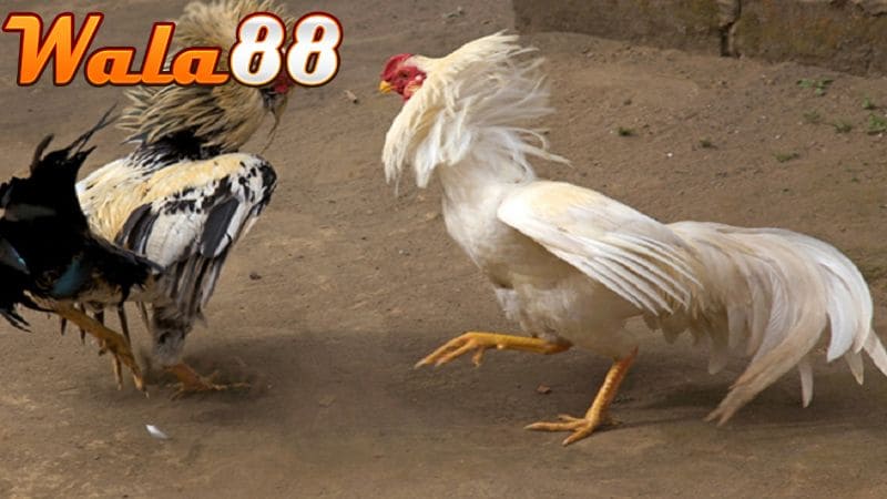 Xem ngày đá gà theo mùa phù hợp với màu lông Cách xem ngày đá gà theo mùa phù hợp với màu lông