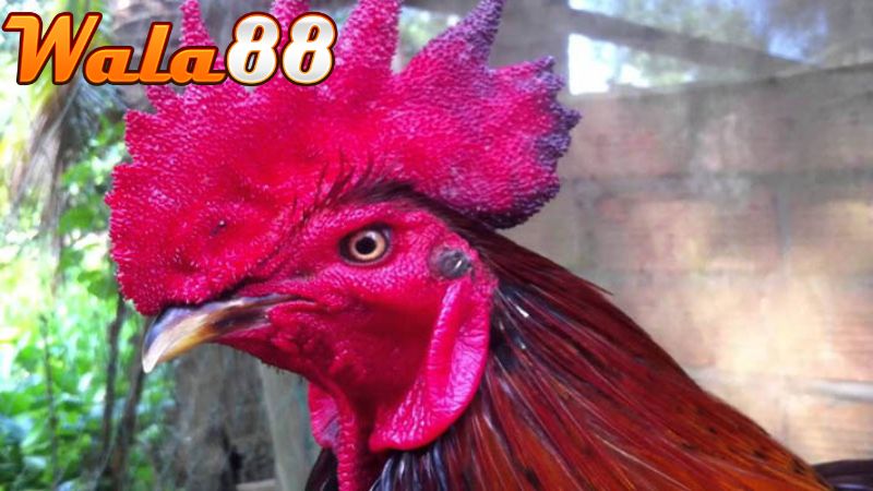 Cách xem tướng gà chọi thần kê qua đầu và ánh mặt