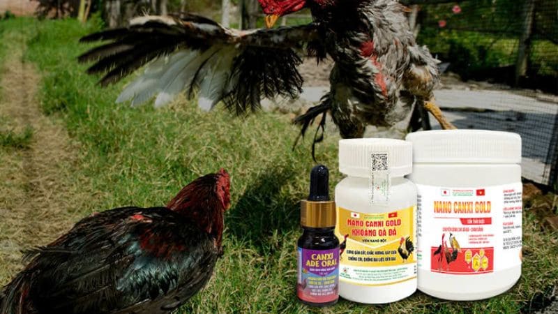 Cần bổ sung canxi và vitamin cho chiến kê khi bị yếu chân