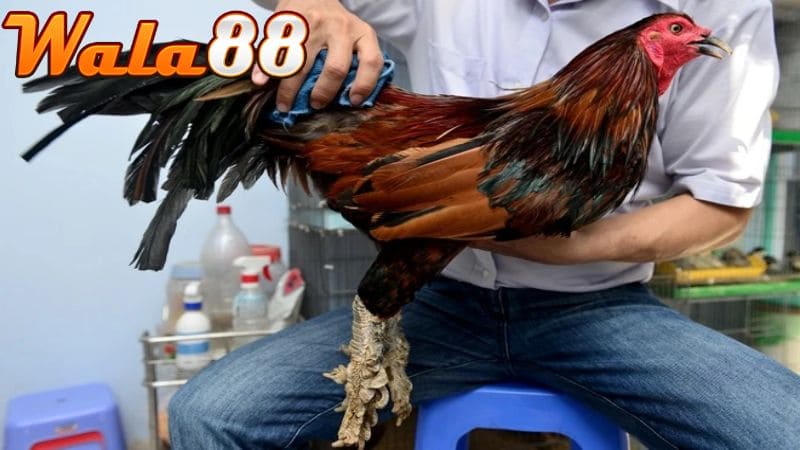 Cần chăm sóc gà vảy Rồng để gà phát triển tốt