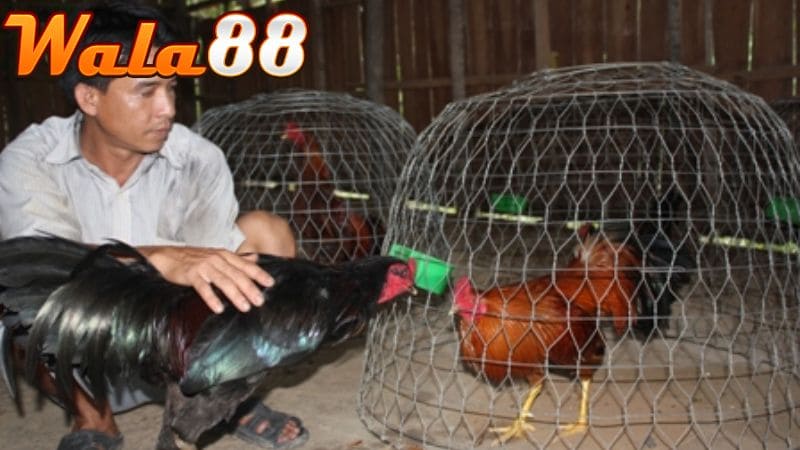 Cần nuôi Gà Bạch Đầu Chỉ riêng biệt với các gà khác