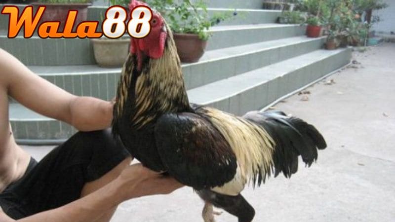 Cần theo dõi thể trạng gà thường xuyên để điều chỉnh chế độ