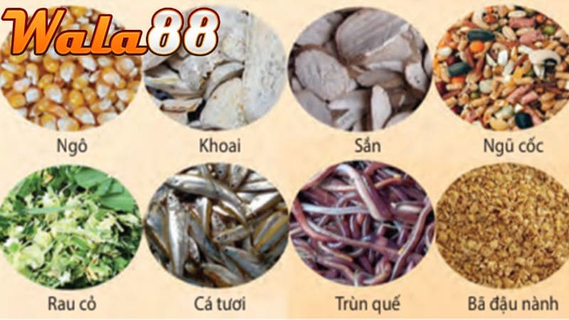 Chế độ dinh dưỡng dành chiến kê Bạch Đầu Chỉ