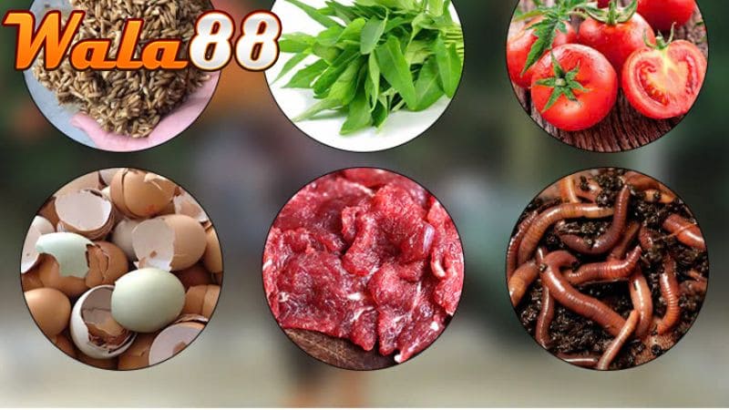 Chế độ dinh dưỡng dành cho gà đá để phát triển cơ bắp