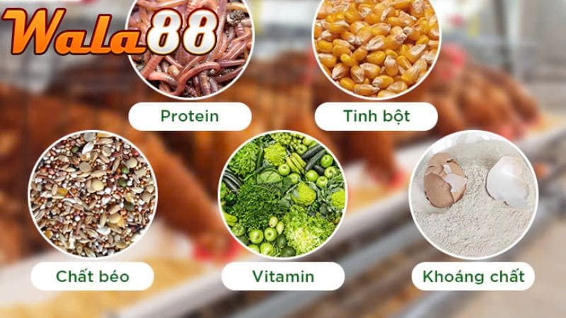 Chế độ dinh dưỡng thiếu hụt cũng khiến gà dễ bị yếu chân