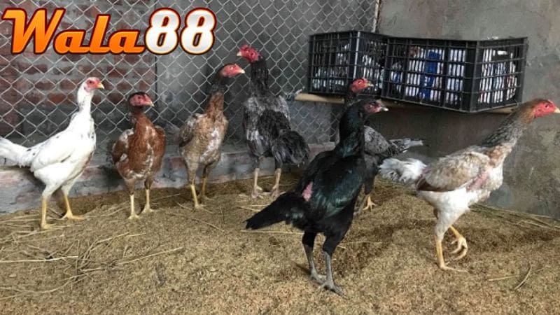 Cho gà chọi nghỉ ngơi ở khu vực yên tĩnh và tránh gió lùa