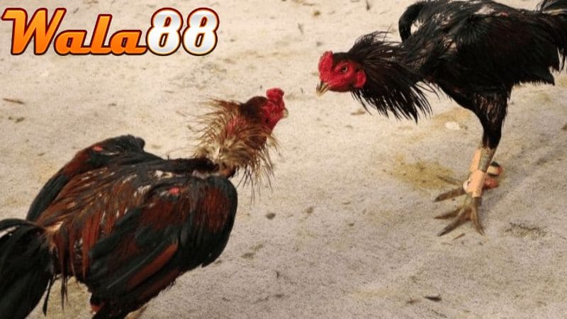 Cho gà nghỉ ngơi hợp lý sau khi tập luyện xong