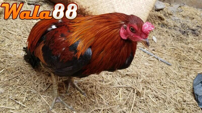 Có chế độ dinh dưỡng và theo dõi gà sau khi thở dốc