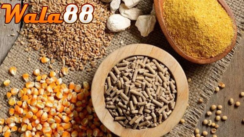 Công thức để trộn ngũ cốc cho gà đá hàng ngày