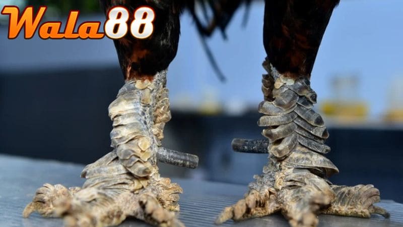 Đặc điểm để nhận dạng qua bộ vảy mà màu lông nổi bật