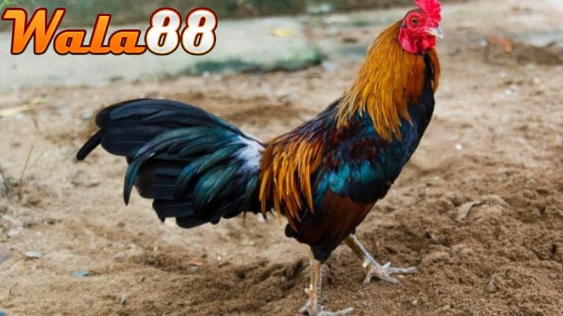 Dòng gà Hắc Hổ Thới có giá biến động không cố định trên thị trường