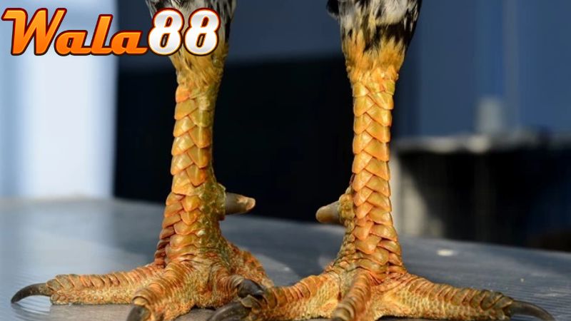 Dựa vào vảy và cựa để biết cách chọn tướng gà chọi thần kê