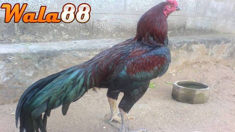 Gà Asil có lối đá hiểm hóc và lì đòn