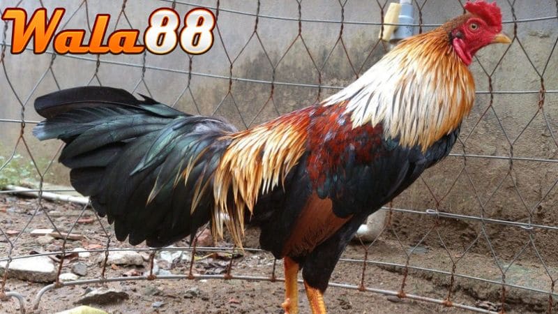 Gà Bạch Đầu Chỉ có tỷ lệ xuất hiện thấp trên thị trường