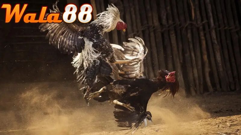 Gà Bạch Đầu Chỉ nổi bật với đòn đá song phi