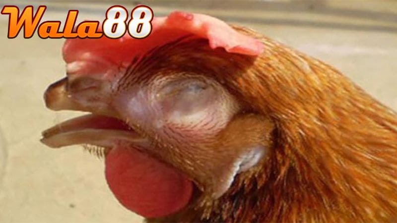 Gà chọi thở dốc thường xảy ra sau khi vần đòn hoặc thi đấu xong