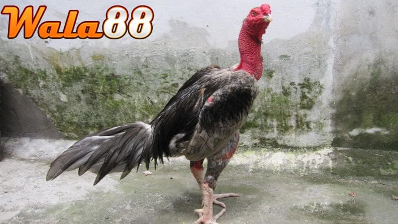 Gà chọi yếu chân là tình trạng chân chiến kê đứng không vững