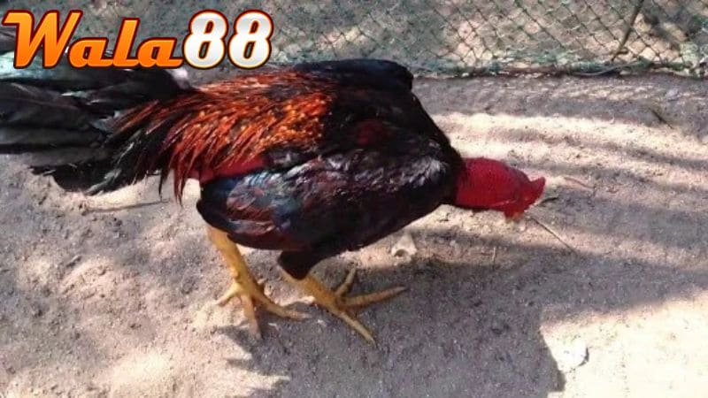 Gà chọi yếu chân thường ít vận động và bước chập chững