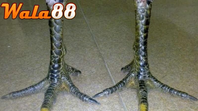 Gà Hắc Hổ Thới là chiến kê có tướng dị ở phần móng thới
