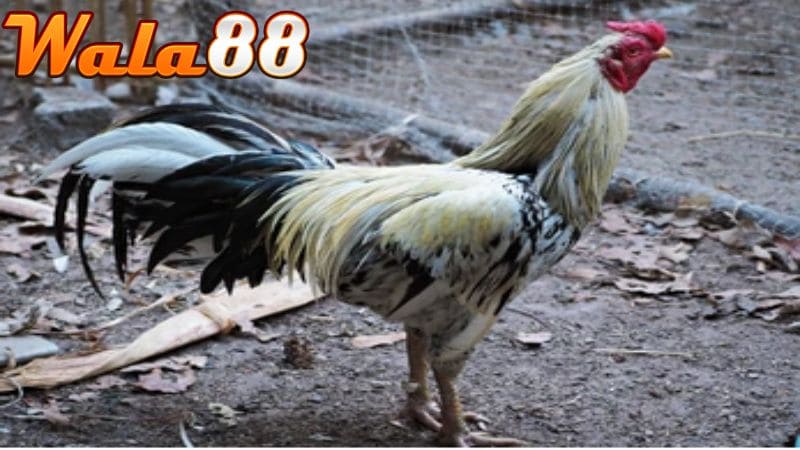 Gà nòi là giống gà đá cựa sắt có sức bền tốt