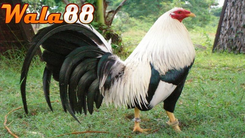 Gà peru có khả năng bay và lực đá cực mạnh