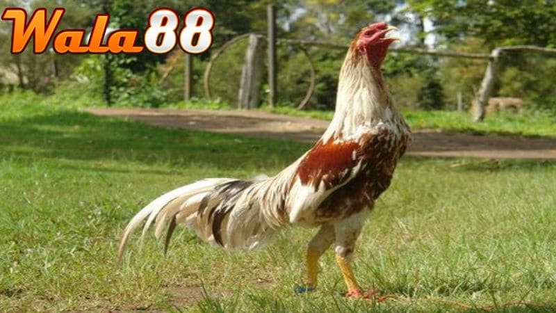 Gà Shamo sở hữu sức bền vượt trội và gan lì