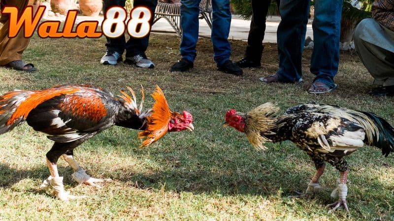 Gà sở hữu vảy xuyên đao có lối đá hay và sát thương cực cao