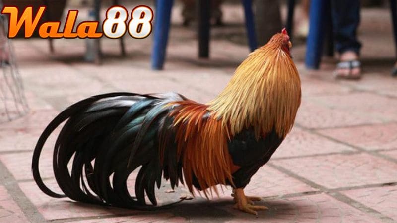 Gà tre có đòn đá bất ngờ