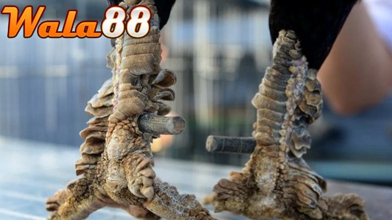 Gà vảy Rồng là giống gà sở hữu lớp vảy như da Rồng