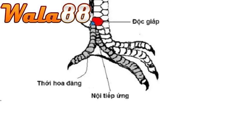 Hình dáng vảy Độc Giáp to nổi bật giữa các vảy nhỏ