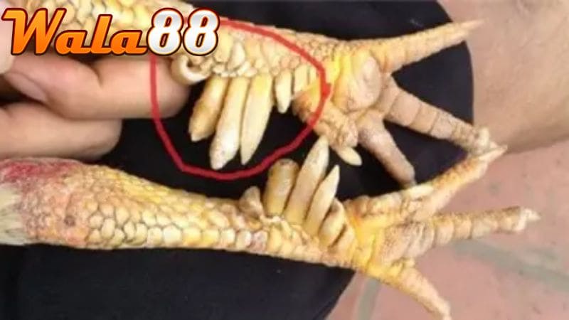 Hình dáng vảy Linh Giáp Tử có vị trí mọc sát cựa