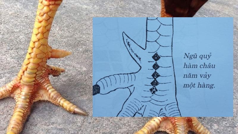 Hình dáng vảy Ngũ Quỷ có lối đá hiểm hóc