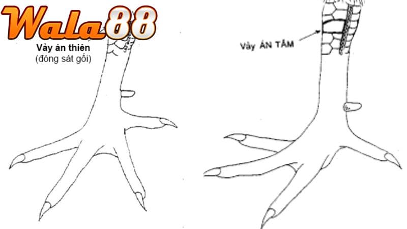 Hình dáng vảy Tam Tài Án Thiên xếp liền nhau theo hàng ngang